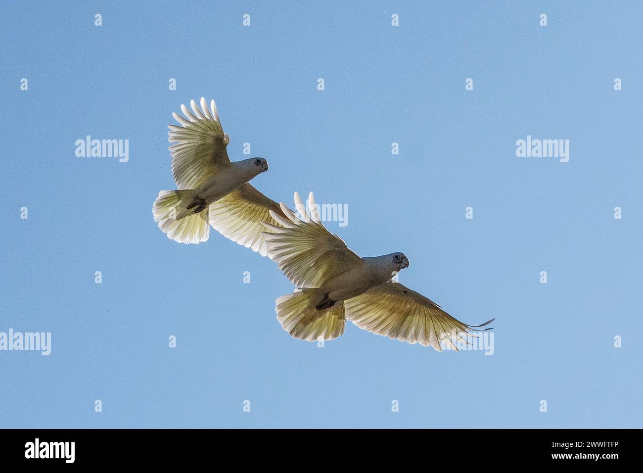 Ein Paar Little Corellas (Cacatua Pastinator) im Flug mit ausgestreckten Flügeln, Western Australia, Australien Stockfoto