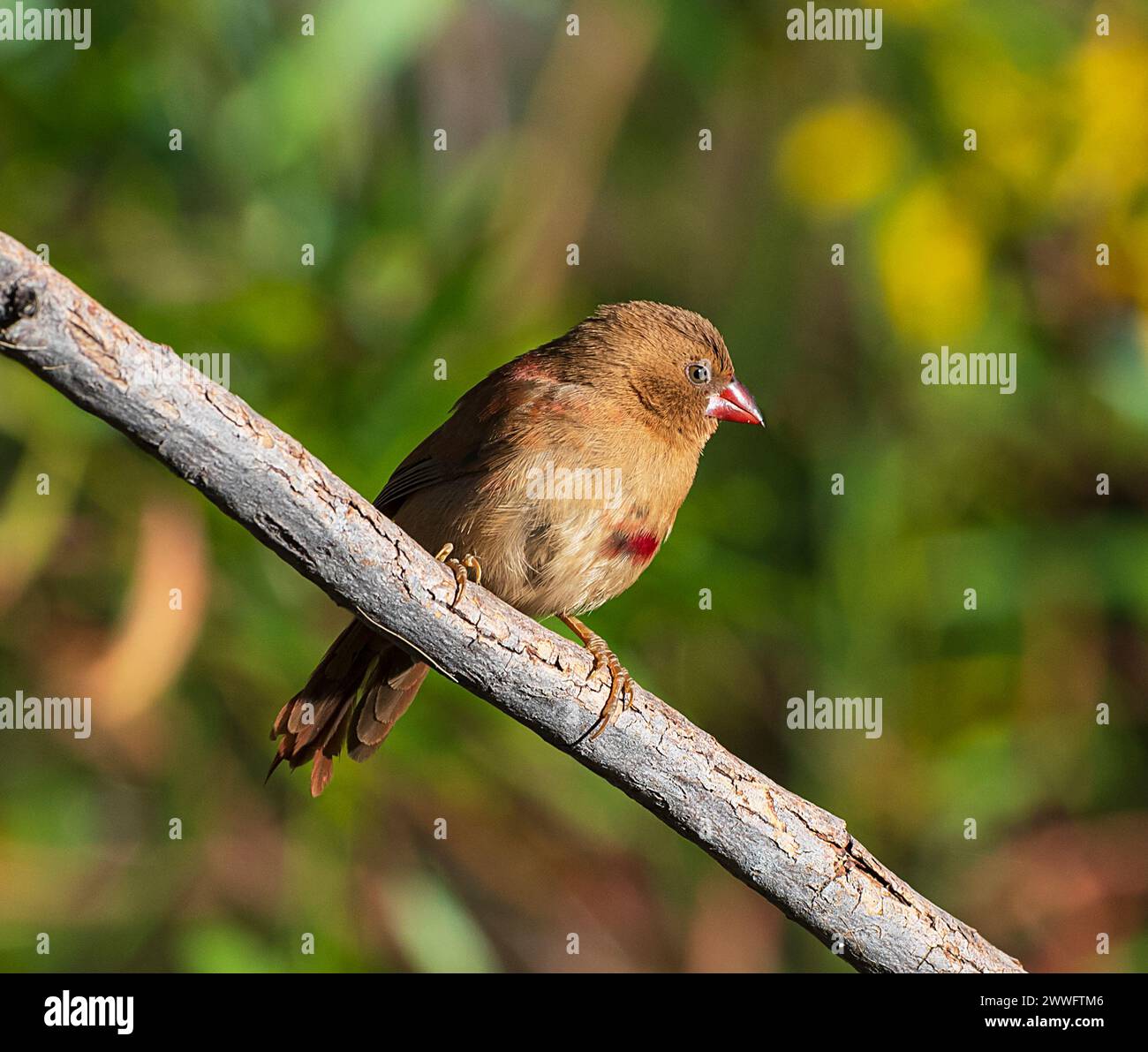 Auffälliges Porträt eines jungen Crimson Finch (Neochmia Phaeton), der auf einem Zweig im Mornington Wildlife Sanctuary, Kimberley Region, Western Austral thront Stockfoto