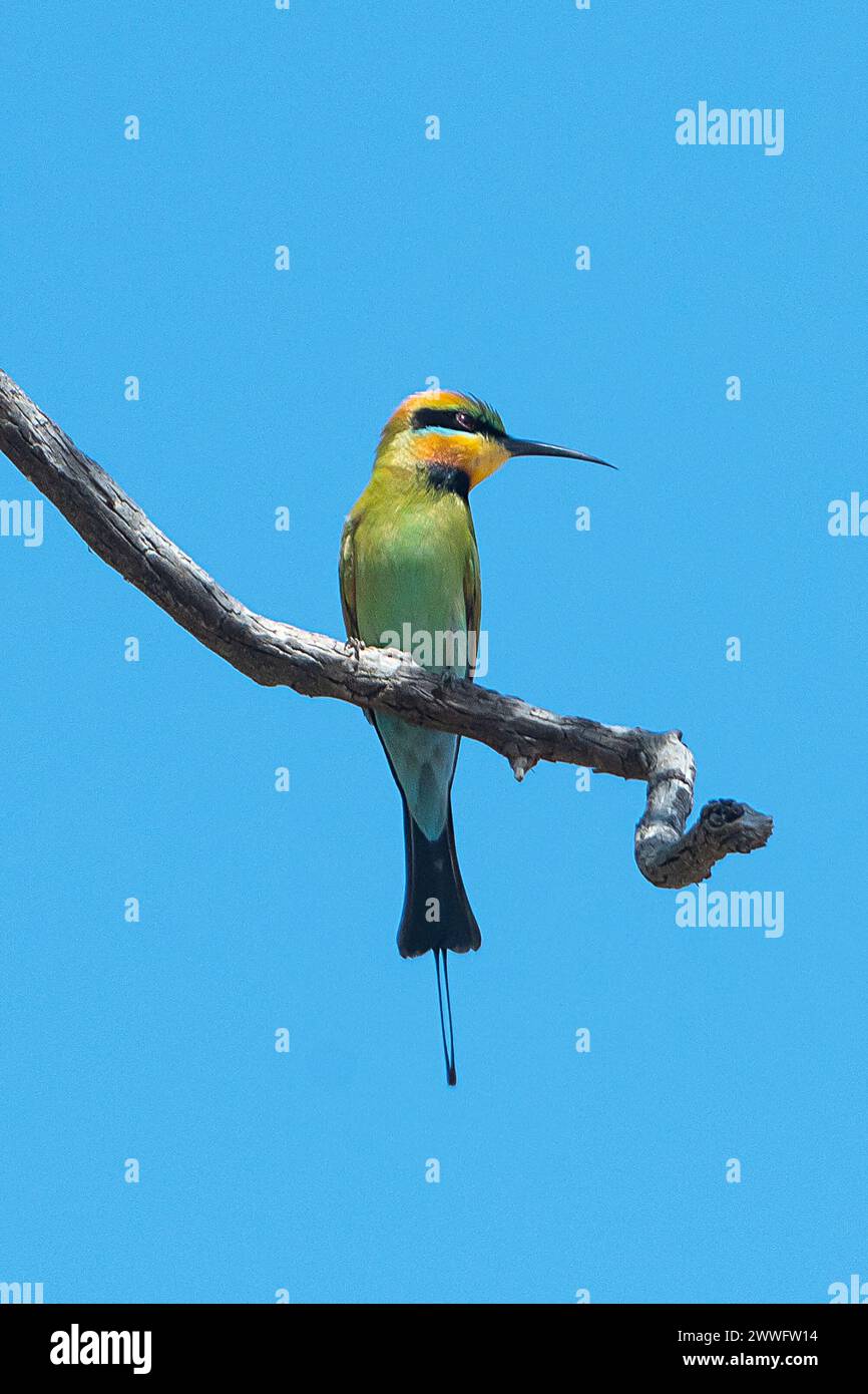Porträt eines Regenbogenbienenfressers (Merops ornatus) auf einem Bein, Western Australia, Australien Stockfoto