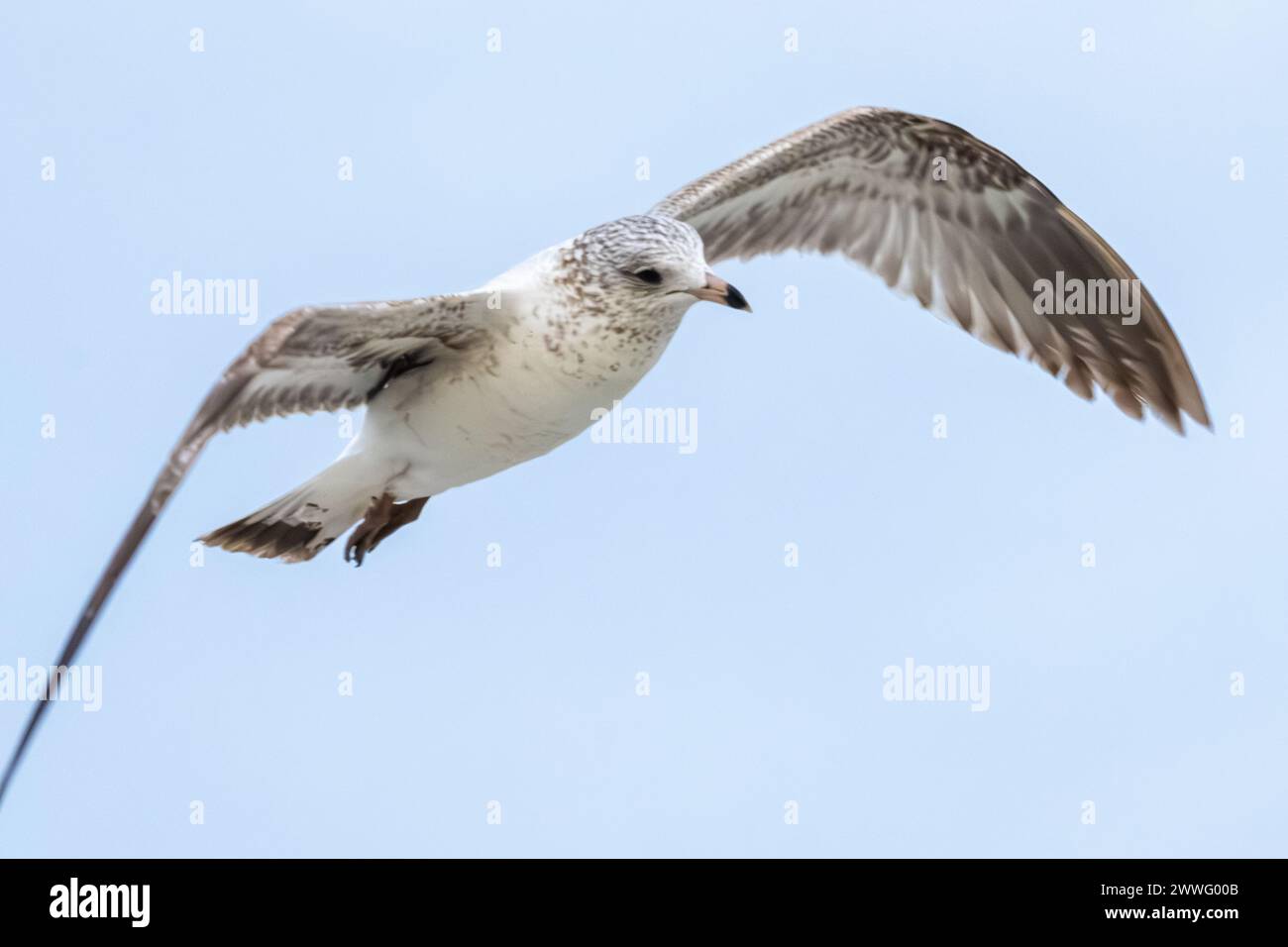 Zweite Winterringschnabelmöwe (Larus delawarensis) im Flug über Jacksonville Beach im Nordosten Floridas. (USA) Stockfoto