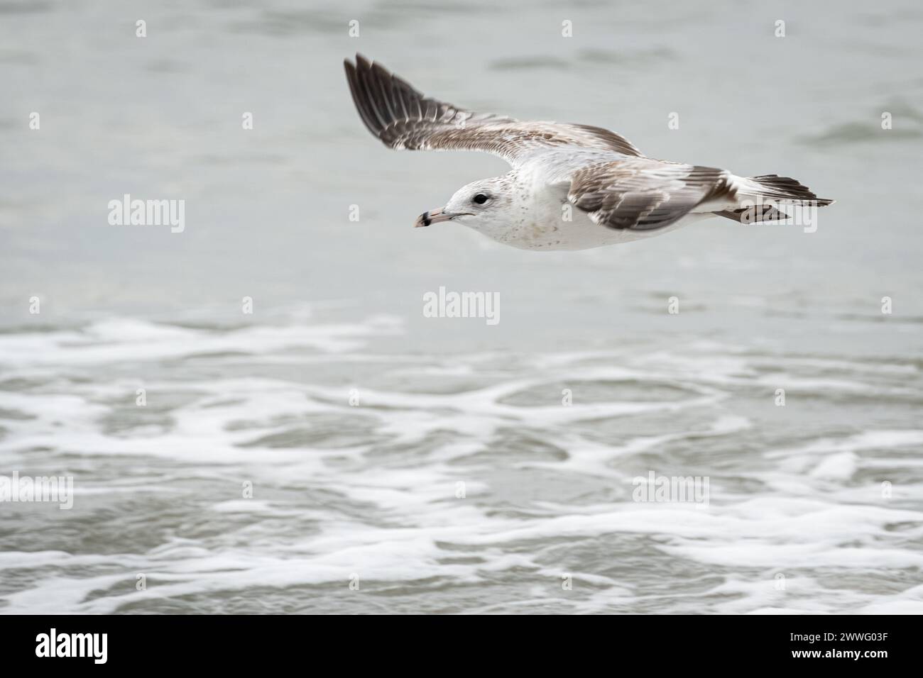 Ringschnabelmöwe (Larus delawarensis) im Flug über die Küste am Jacksonville Beach im Nordosten Floridas. (USA) Stockfoto