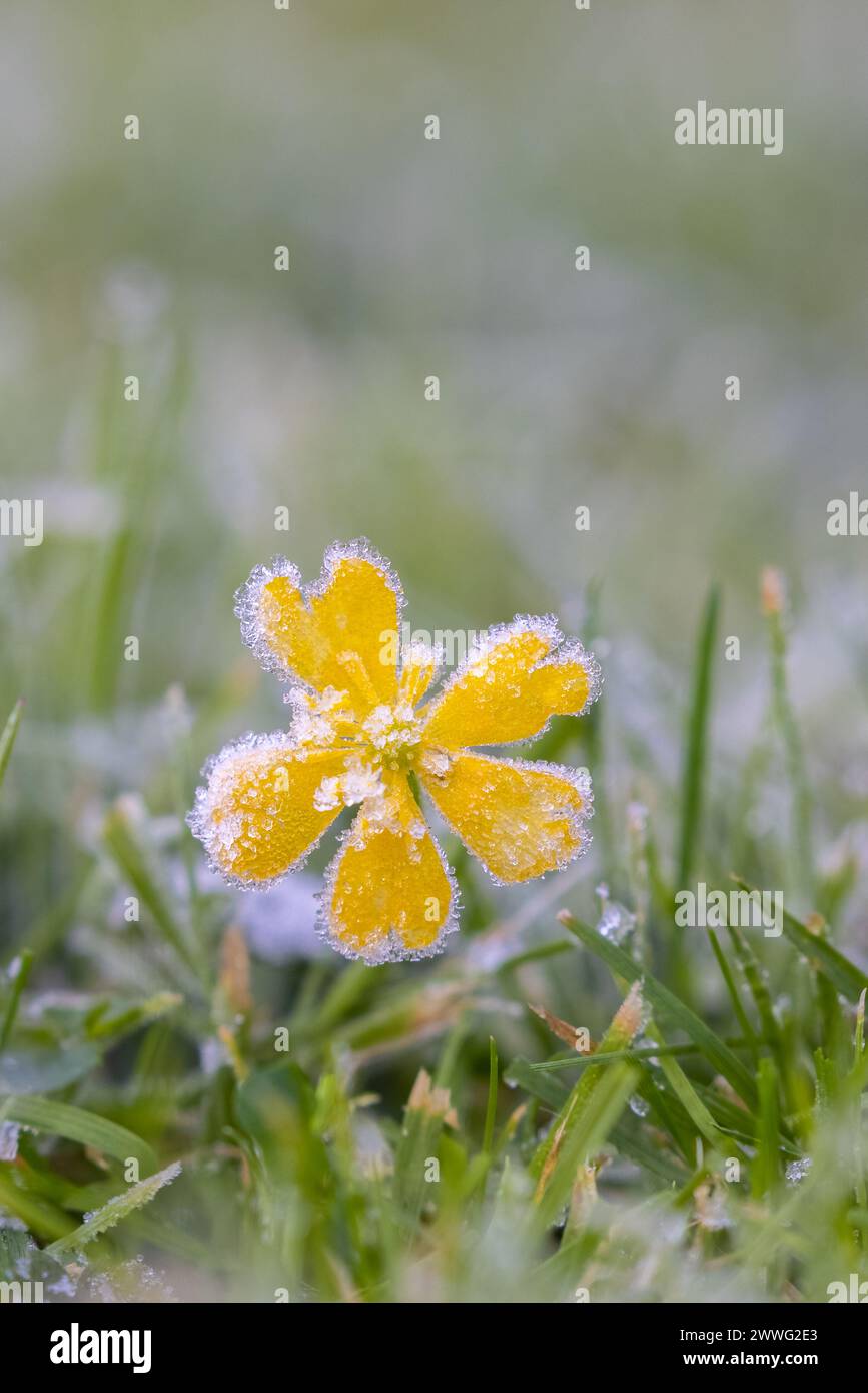 Kleine gelbe Blume [ kriechendes Cinquefoil, Potentilla Reptans ] bedeckt mit Frost auf einem Rasen Stockfoto
