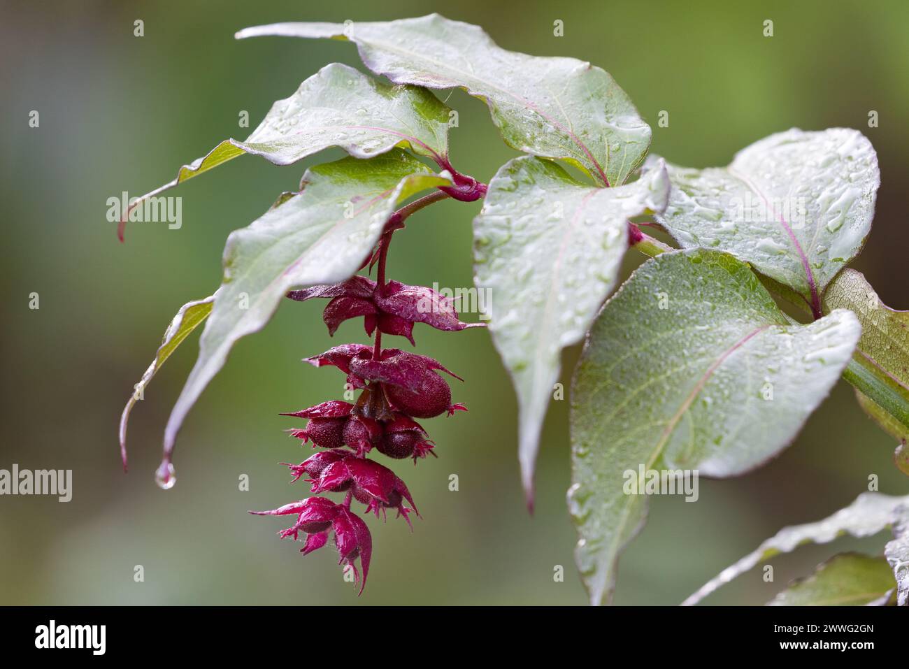 Blühende Muskatnuss [ Leycestria formosa ] Samen Kopf und Blätter Stockfoto