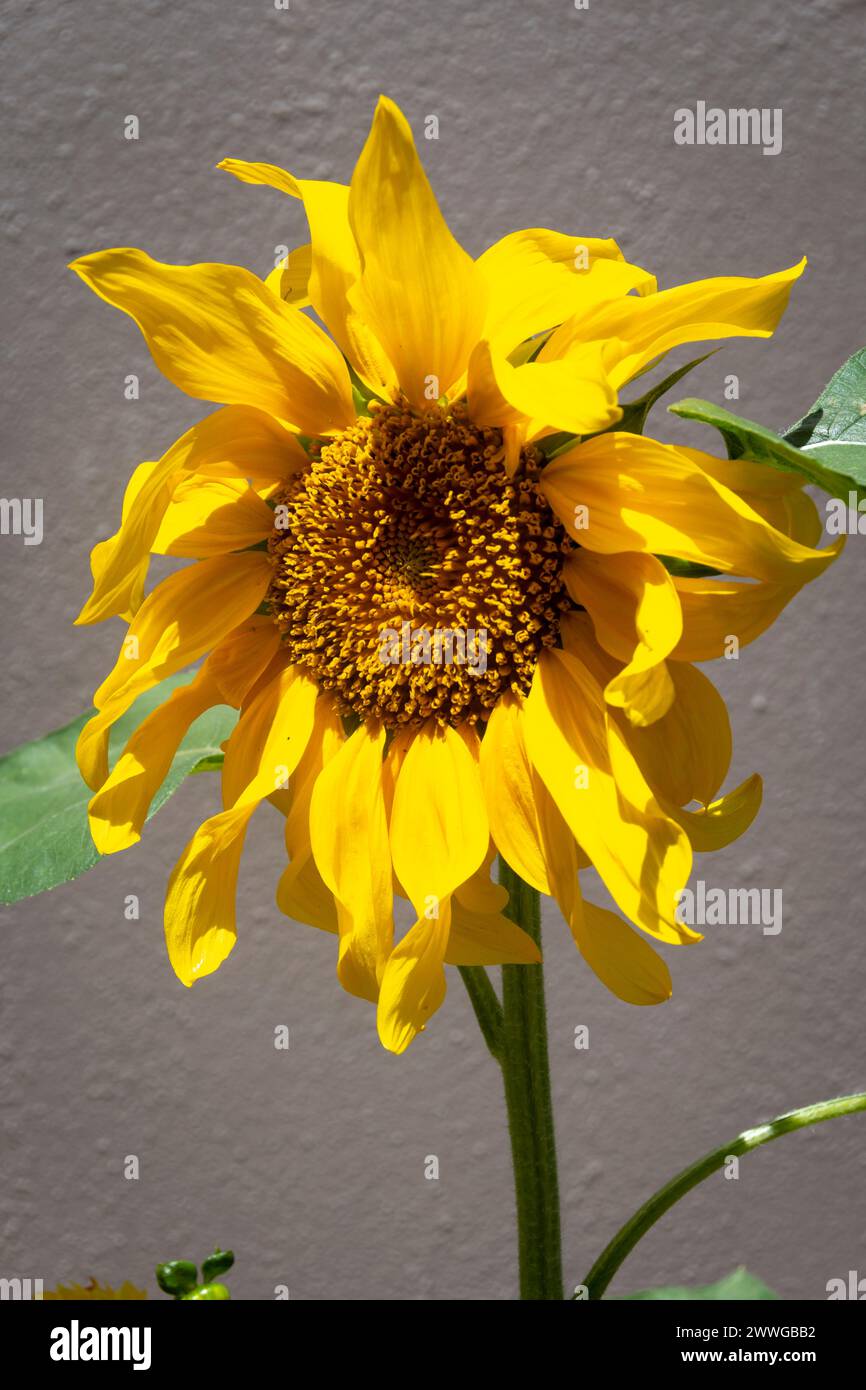 Sonnenblume, Wellington, Nordinsel, Neuseeland Stockfoto