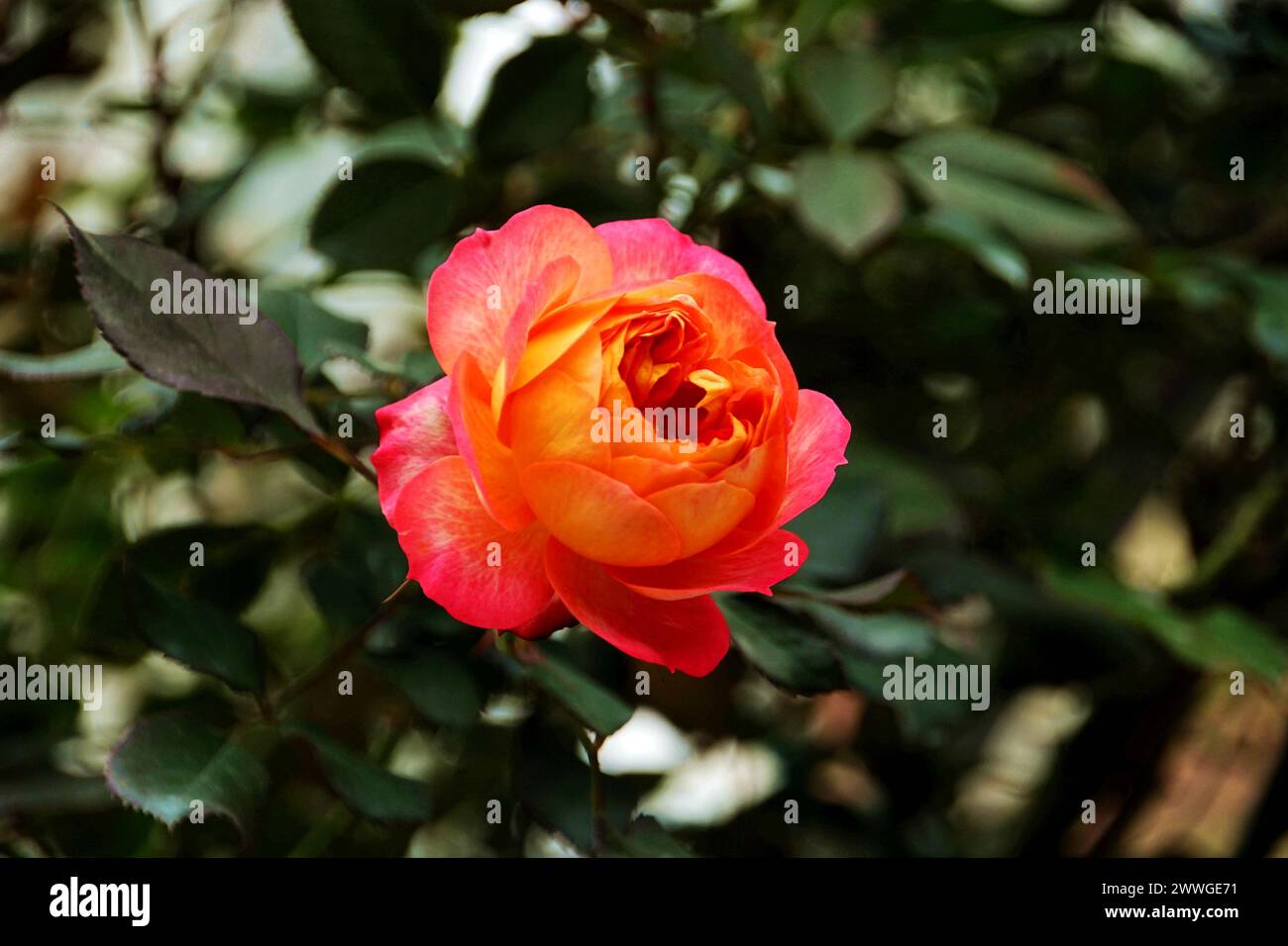 Nahaufnahme einer orangen und gelben Rose, umgeben von üppig grünem Laub Stockfoto