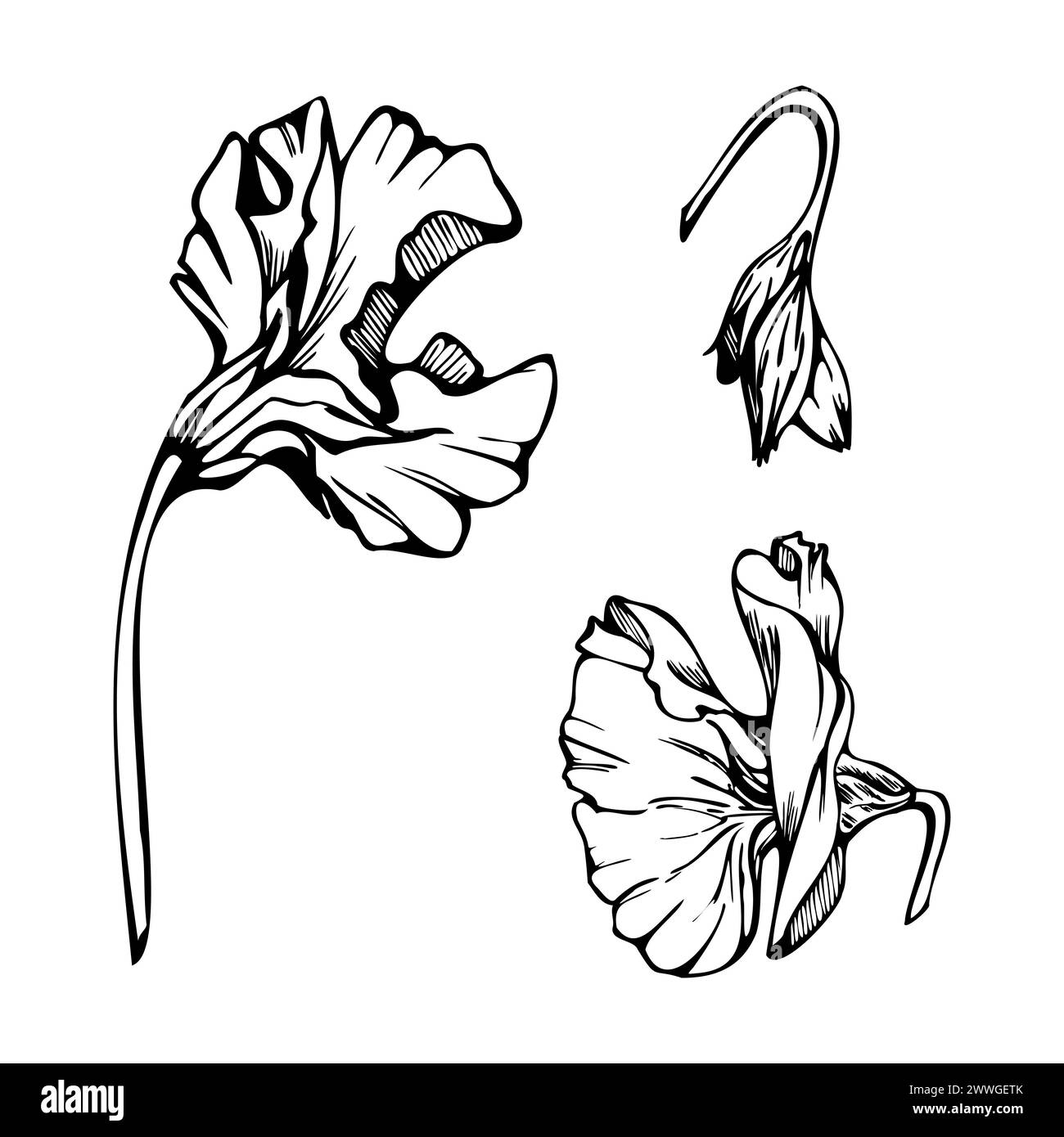 Hand gezeichnete Vektor-grafische Tinte Illustration botanische Blumen Blätter. Süße, immerwährende Erbsen, Wicken-Bindweed-Leguminosen-Ranken. Einzelnes Element isoliert Stock Vektor
