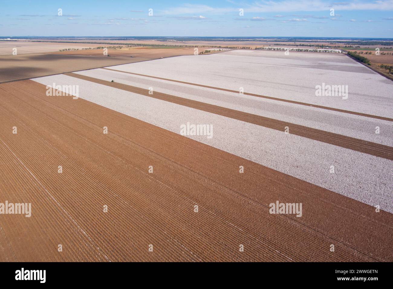 In der Nähe von Dalby Queensland Australien werden kommerzielle, weitläufige Baumwollfelder geerntet Stockfoto