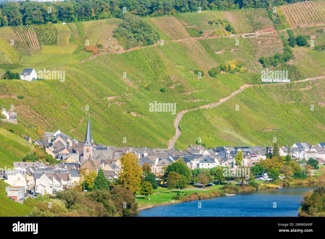 Zeltingen-Rachtig: Dorf Zeltingen-Rachtig, Fluss Mosel (Mosel), Weinberg in Mosel, Rheinland-Pfalz, Rheinland-Pfalz, Deutschland Stockfoto