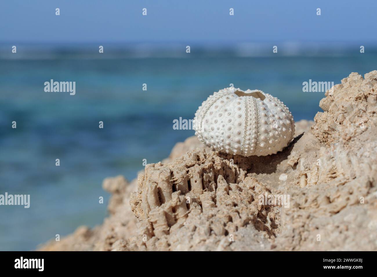 Skelett eines Seeigels auf versteinerten Korallenfelsen. Stockfoto