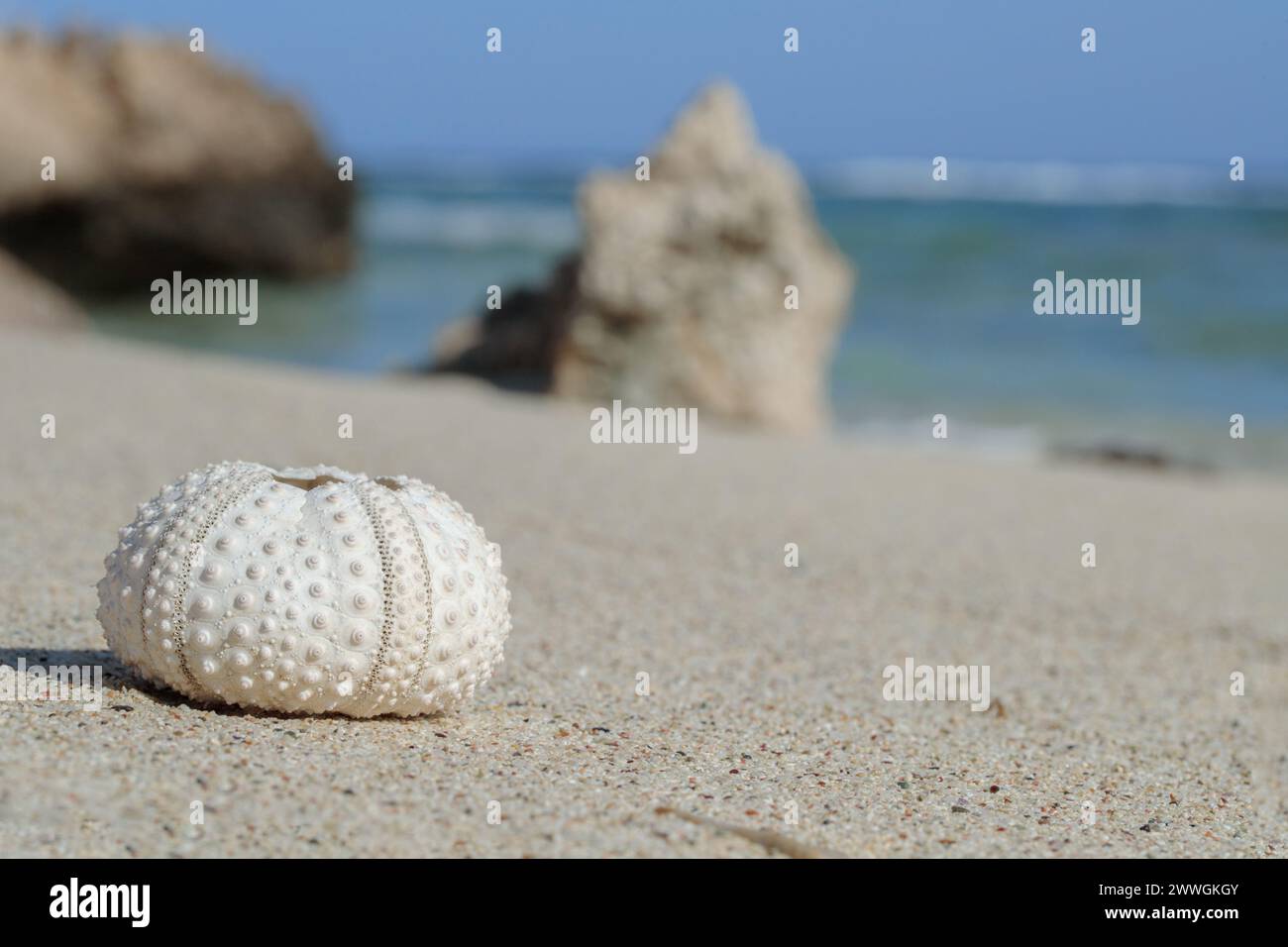 Skelett eines sonnengebleichten Seeigels, der an einen Strand gespült wurde. Stockfoto