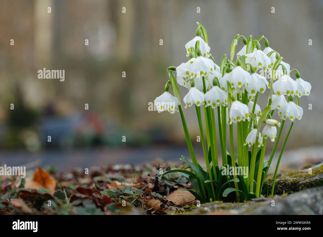 Gruppe von Frühlingsschneeflocken (Leucojum vernum).Platz für Ihren Text. Stockfoto