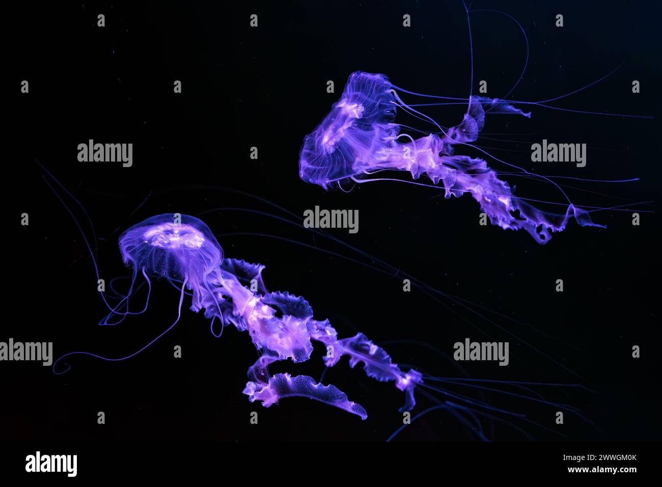 Gruppe von Schwarzmeernessel, Chrysaora achlyos schwimmen im dunklen Wasser des Aquarientanks mit violettem Neonlicht. Wasserorganismen, Tiere, Unterwasserlebewesen, Stockfoto