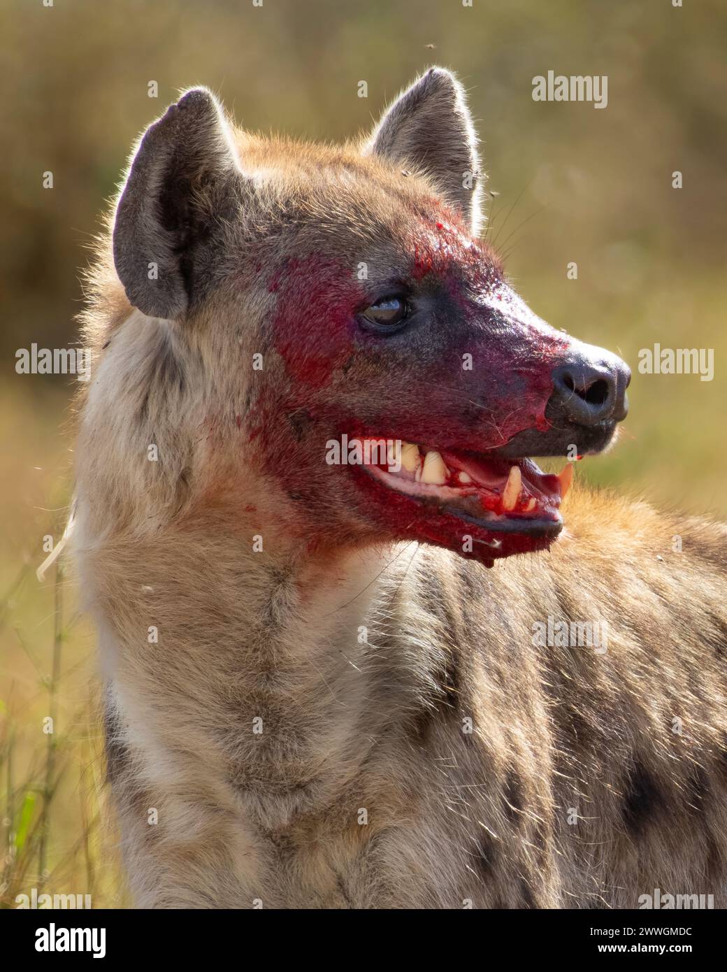 Hyäne mit Blutgesicht Stockfoto