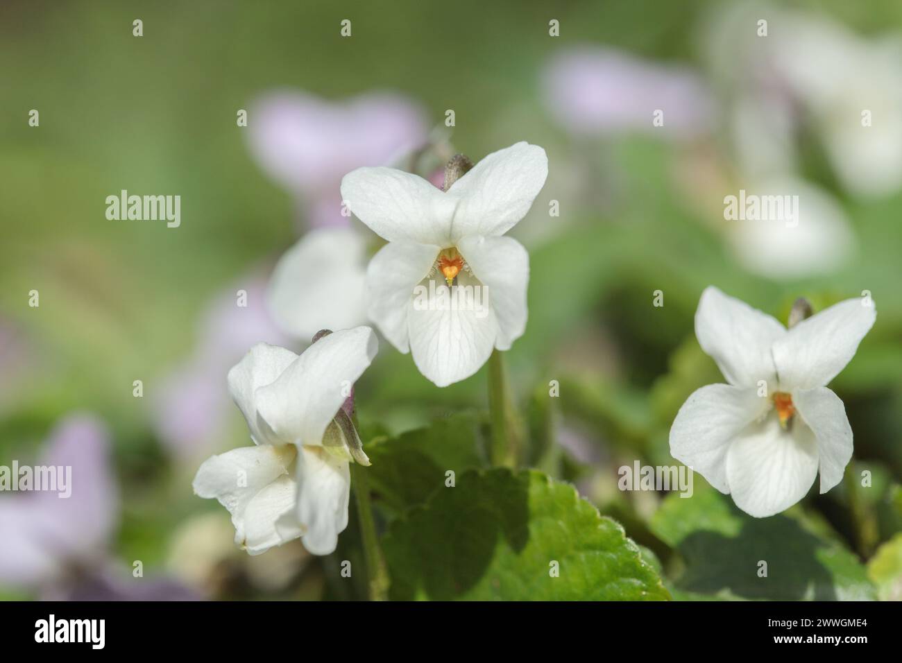Weißes Gartenviolett (Viola odorata) Stockfoto