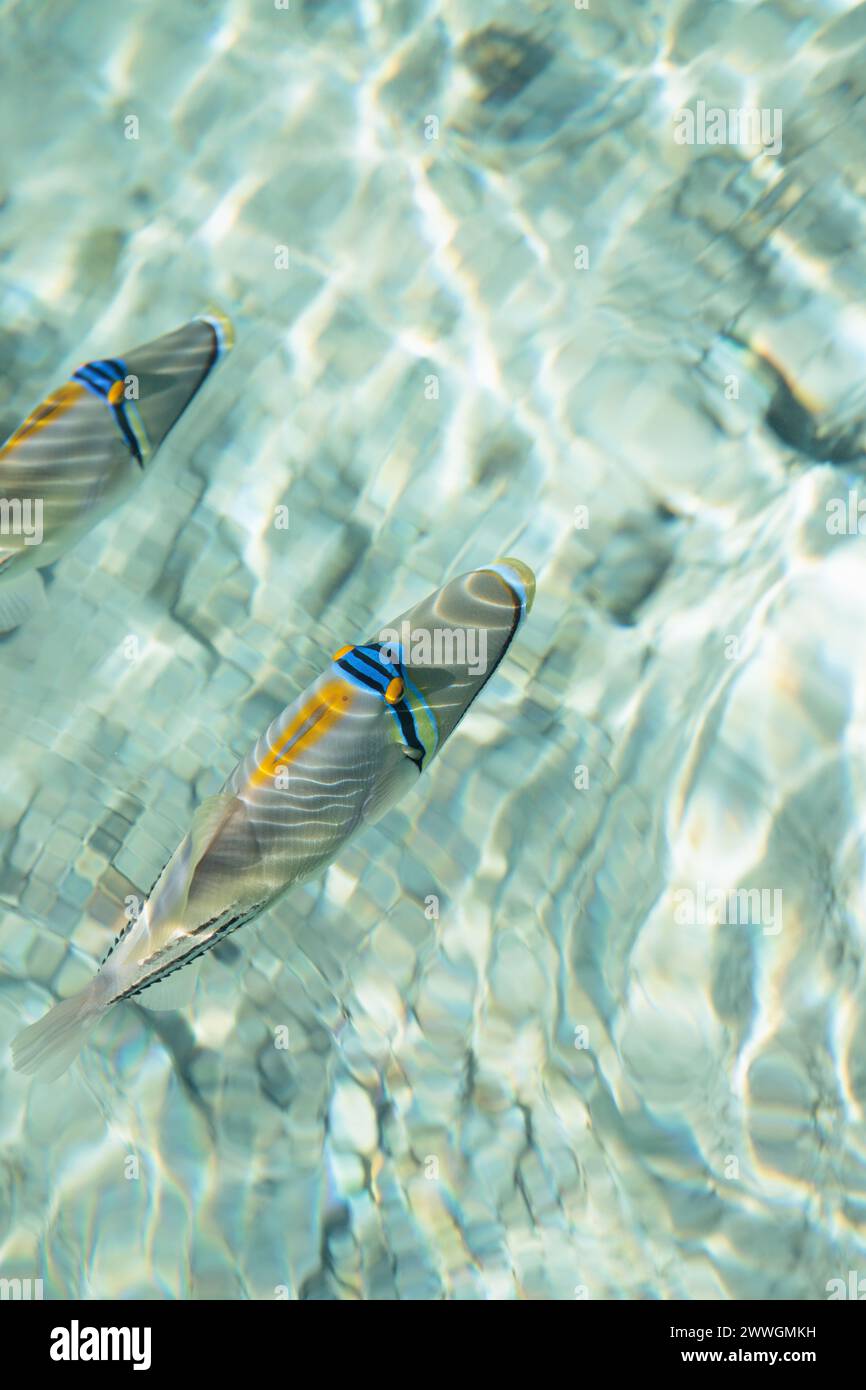 Rotes Meer Drückerfisch (Rhinecanthus assasi). Stockfoto