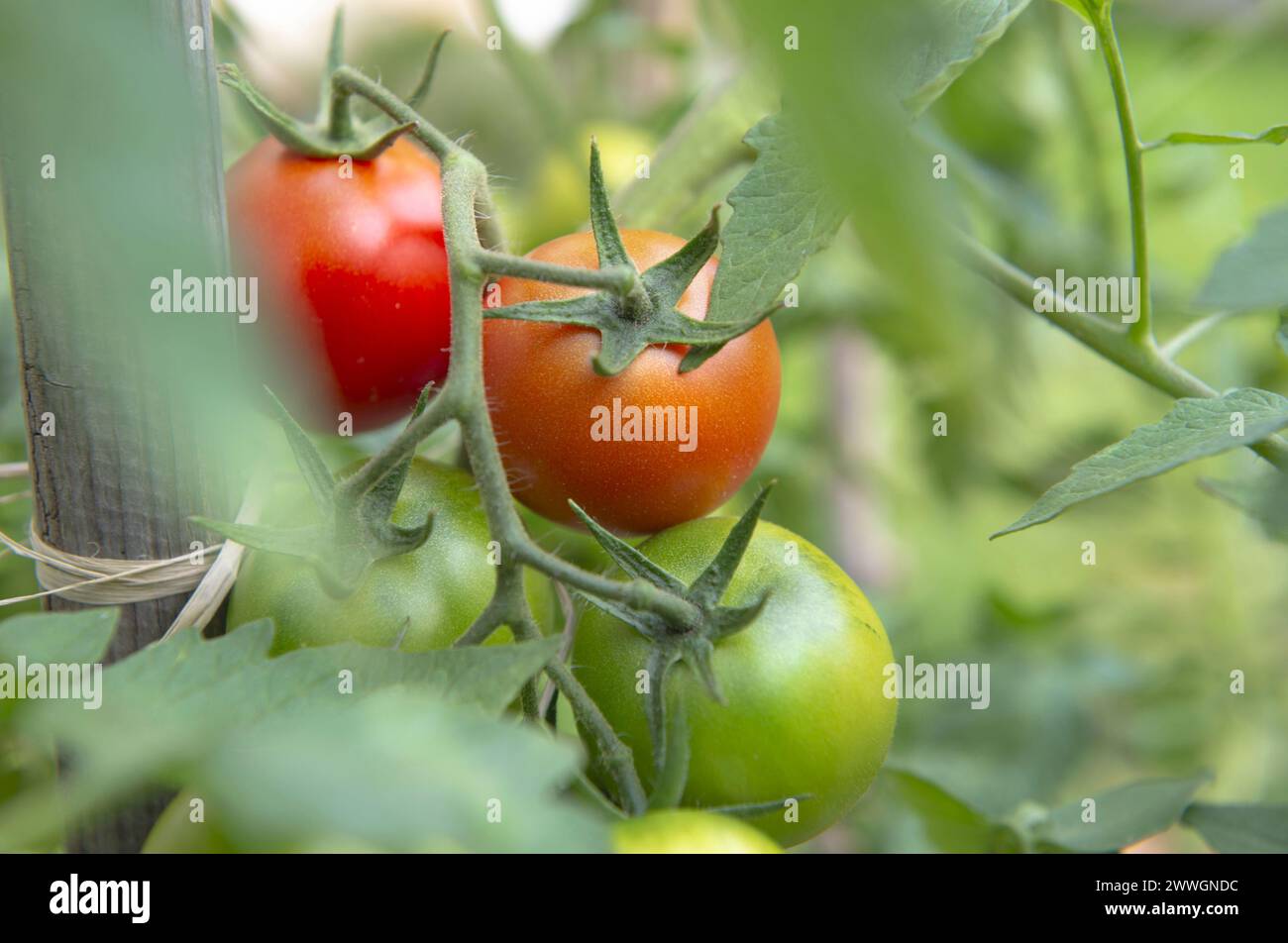 Nahaufnahme roter Tomaten, die in einem Gemüsegarten reifen, verbunden mit einem Wächter in grünem Laub Stockfoto