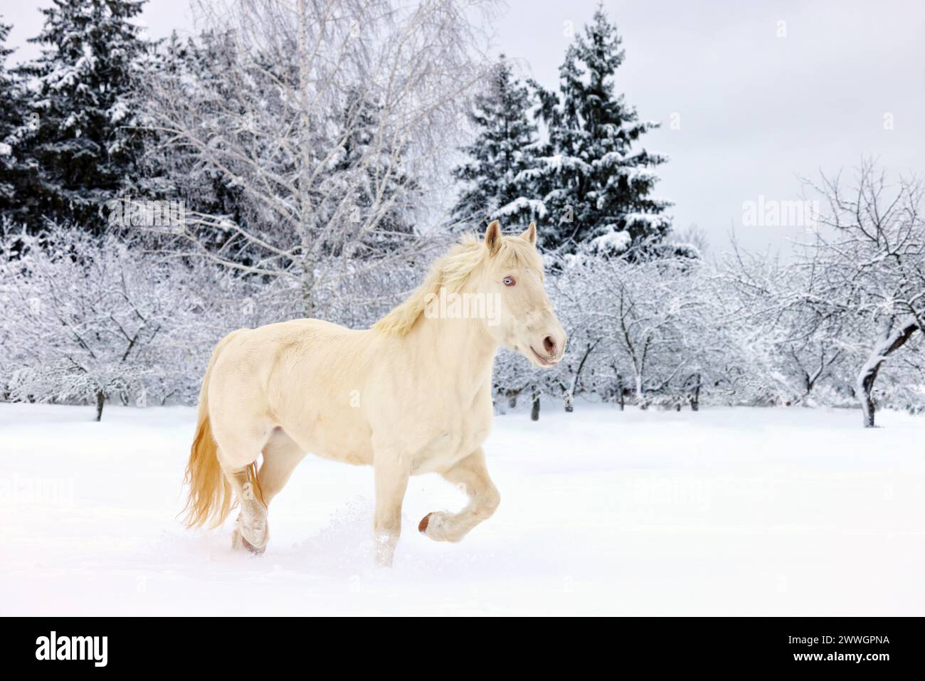 Auf der Ranch des Winterabends läuft das schwere Pferd im Trab Stockfoto