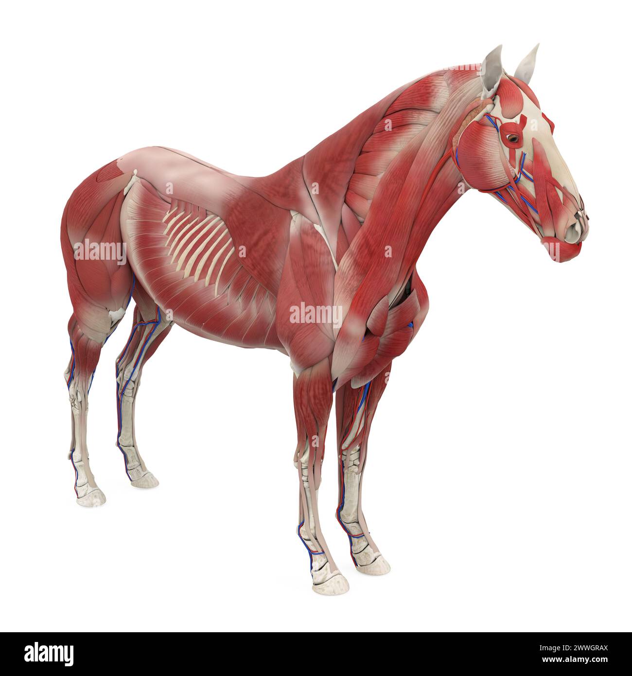 Pferdeanatomie Muskelsystem Stockfoto
