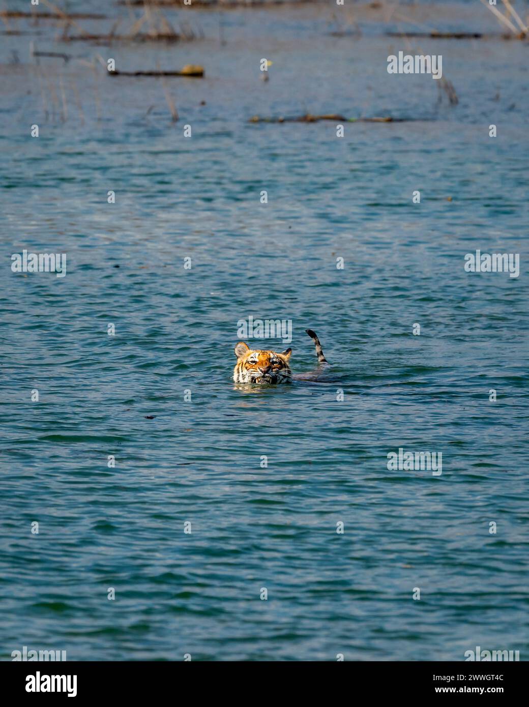 Wilde weibliche bengalische Tiger oder Tigerin oder panthera tigris schwimmen im blauen Wasser des Ramganga-Flusses nach dem Rückzug im territorialen Kampf corbett Stockfoto