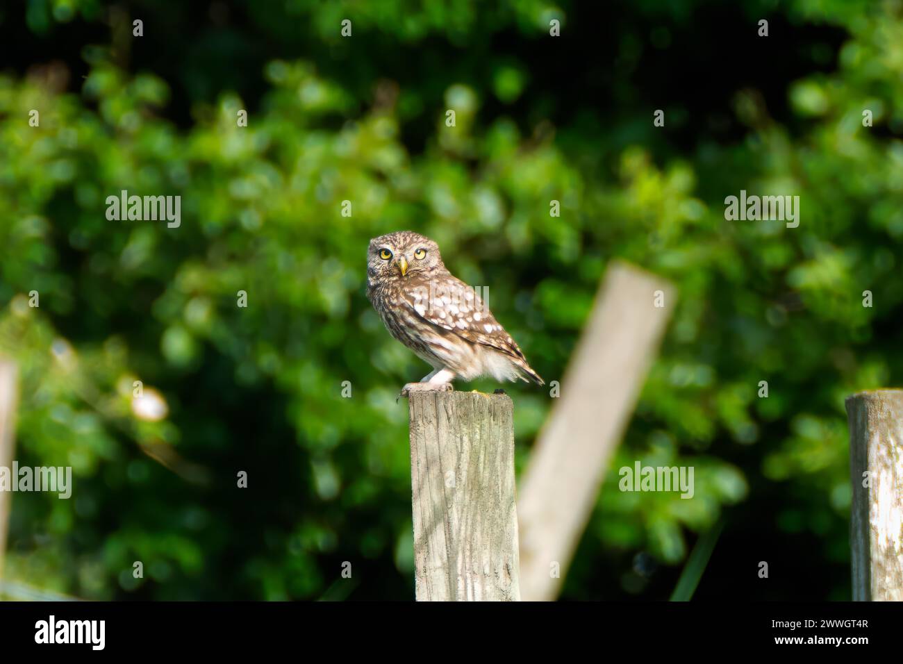 Eine wilde kleine Eule, die im Regen in die Kamera schaut Stockfoto