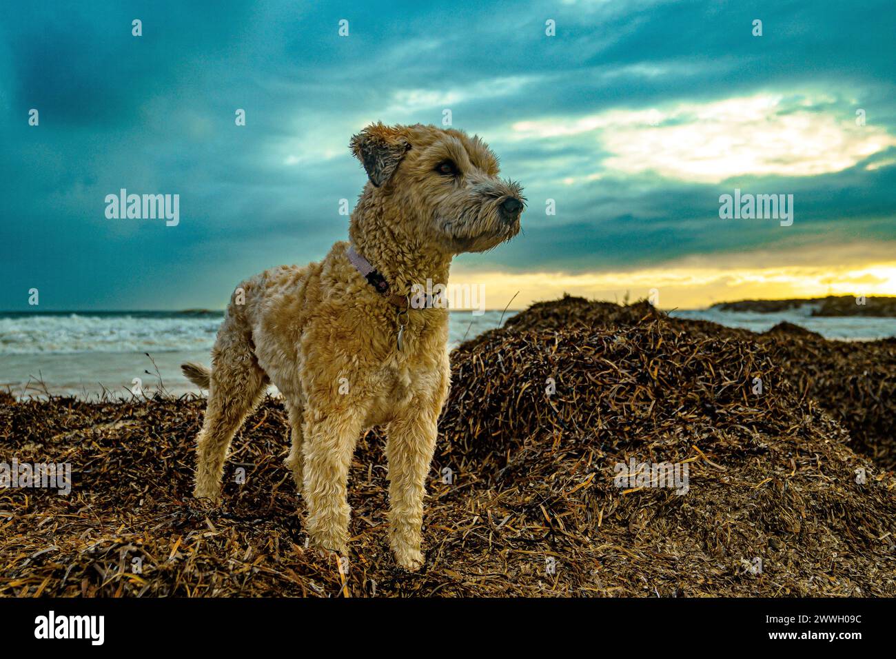 Ein Terrier wacht an einem mit Meeresalgen bedeckten Strand. Stockfoto