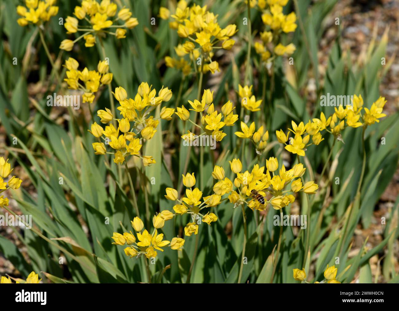 Goldlauch, Zierlauch, Allium moly, ist eine sehr dekorative und imposante Pflanze für den Garten mit schoenengelben Blueten. Goldener Knoblauch, Ornamenta Stockfoto