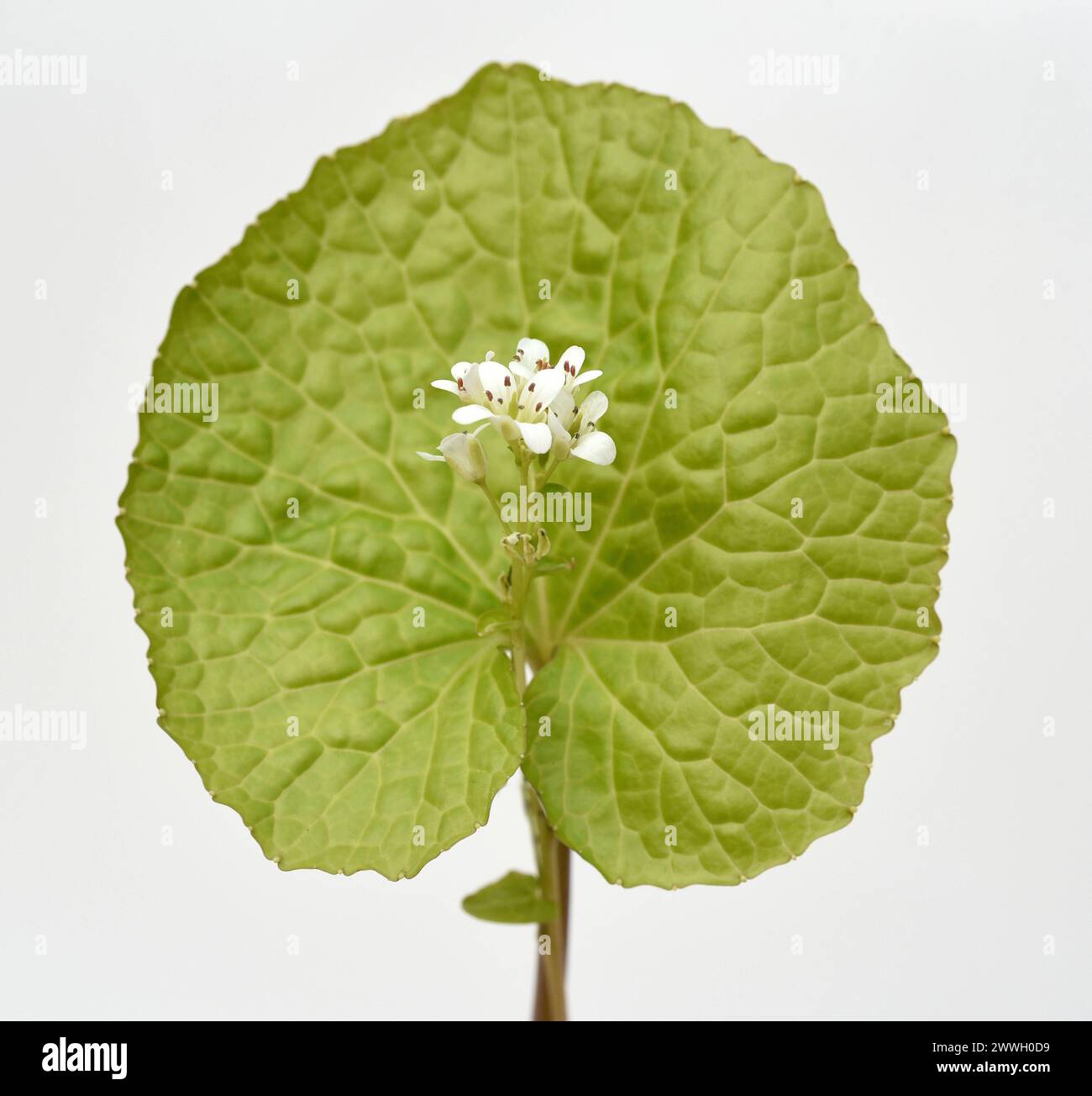 Wasabi, auch Japanischer Meerrettich oder Wassermeerrettich genannt, ist eine Pflanzenart aus der Familie der Kreuzblutengewaechse. Wasabi, auch bekannt Stockfoto