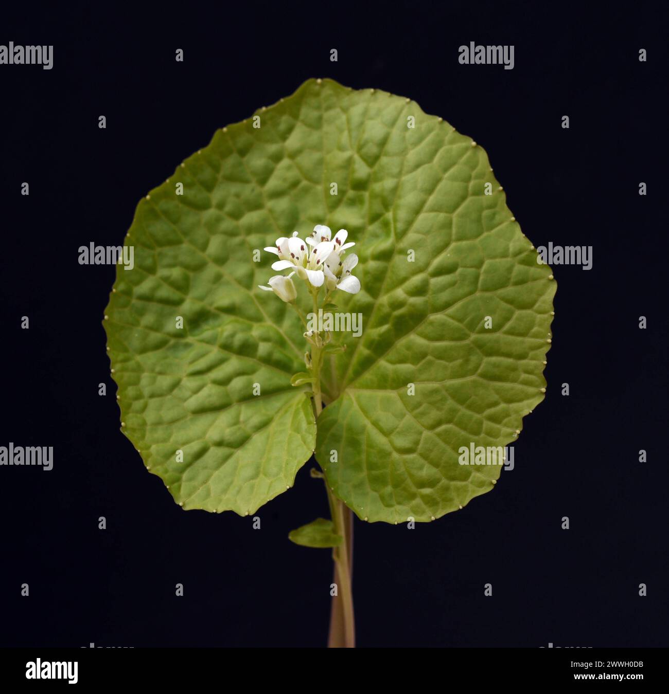 Wasabi, auch Japanischer Meerrettich oder Wassermeerrettich genannt, ist eine Pflanzenart aus der Familie der Kreuzblutengewaechse. Wasabi, auch bekannt Stockfoto