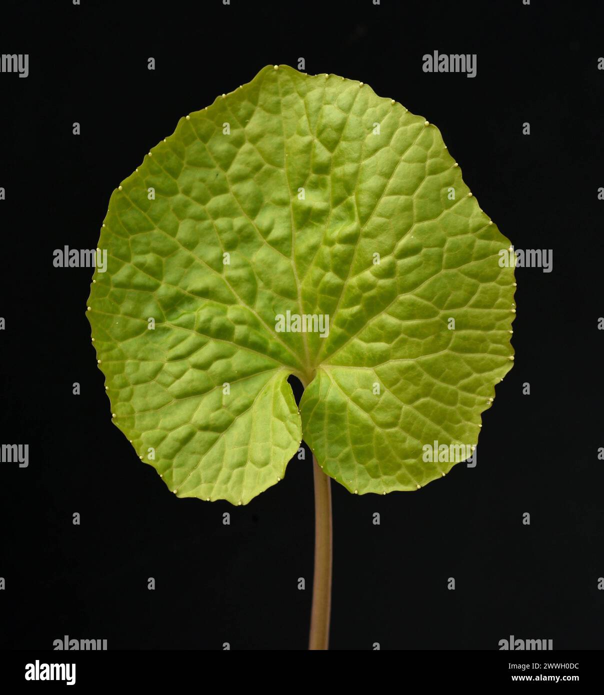 Wasabi, auch Japanischer Meerrettich oder Wassermeerrettich genannt, ist eine Pflanzenart aus der Familie der Kreuzblutengewaechse. Wasabi, auch bekannt Stockfoto