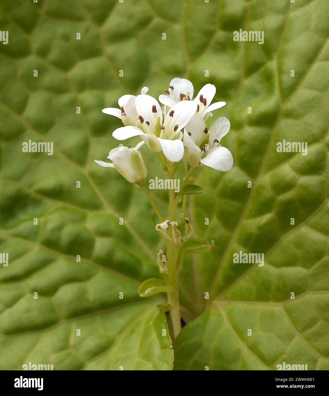 Wasabi, auch Japanischer Meerrettich oder Wassermeerrettich genannt, ist eine Pflanzenart aus der Familie der Kreuzblutengewaechse. Wasabi, auch bekannt Stockfoto
