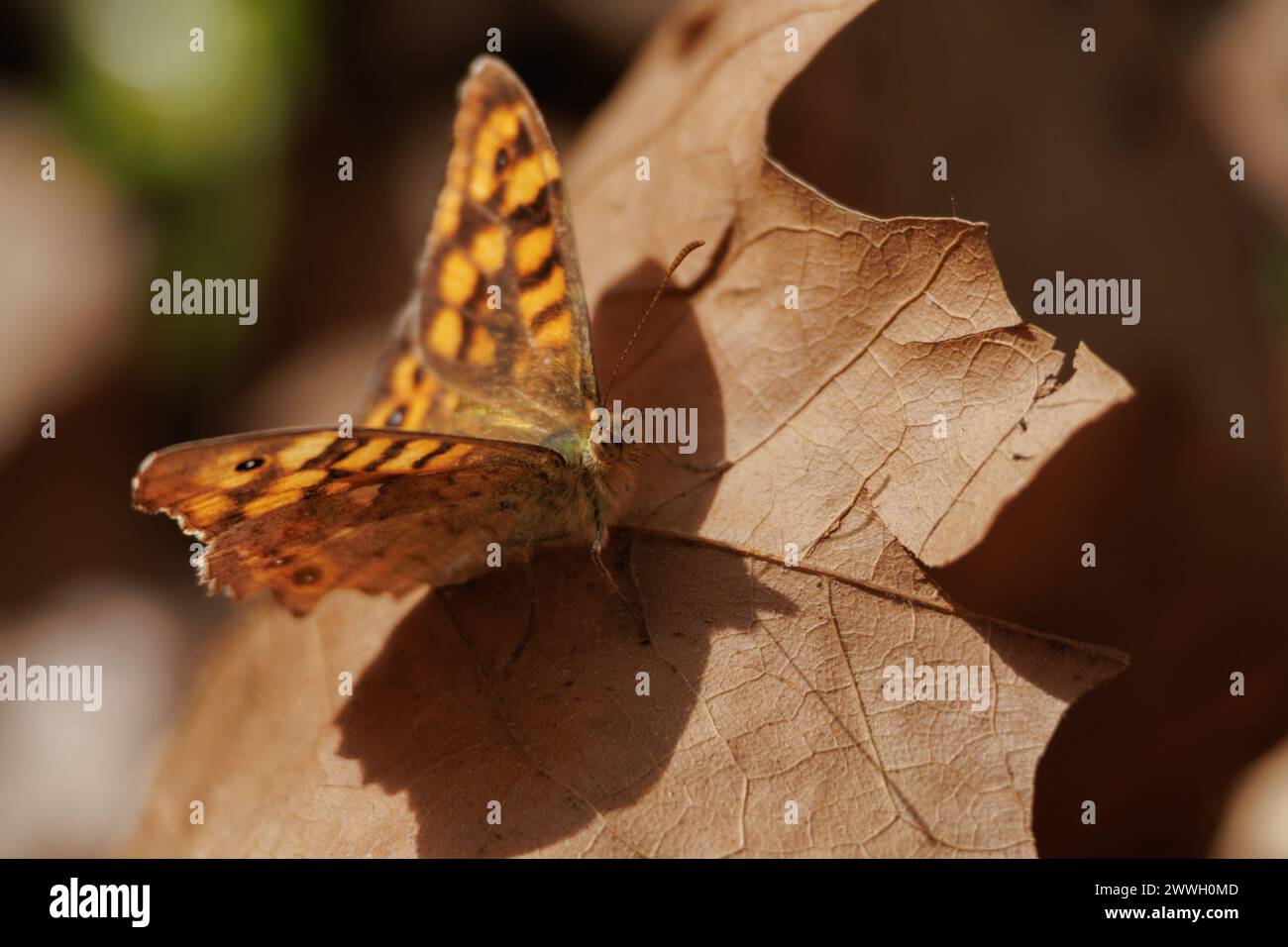 Der gefleckte Schmetterling, Pararge Aegeria, thront auf Blatt von platanus hispanica, Alcoy, Spanien Stockfoto