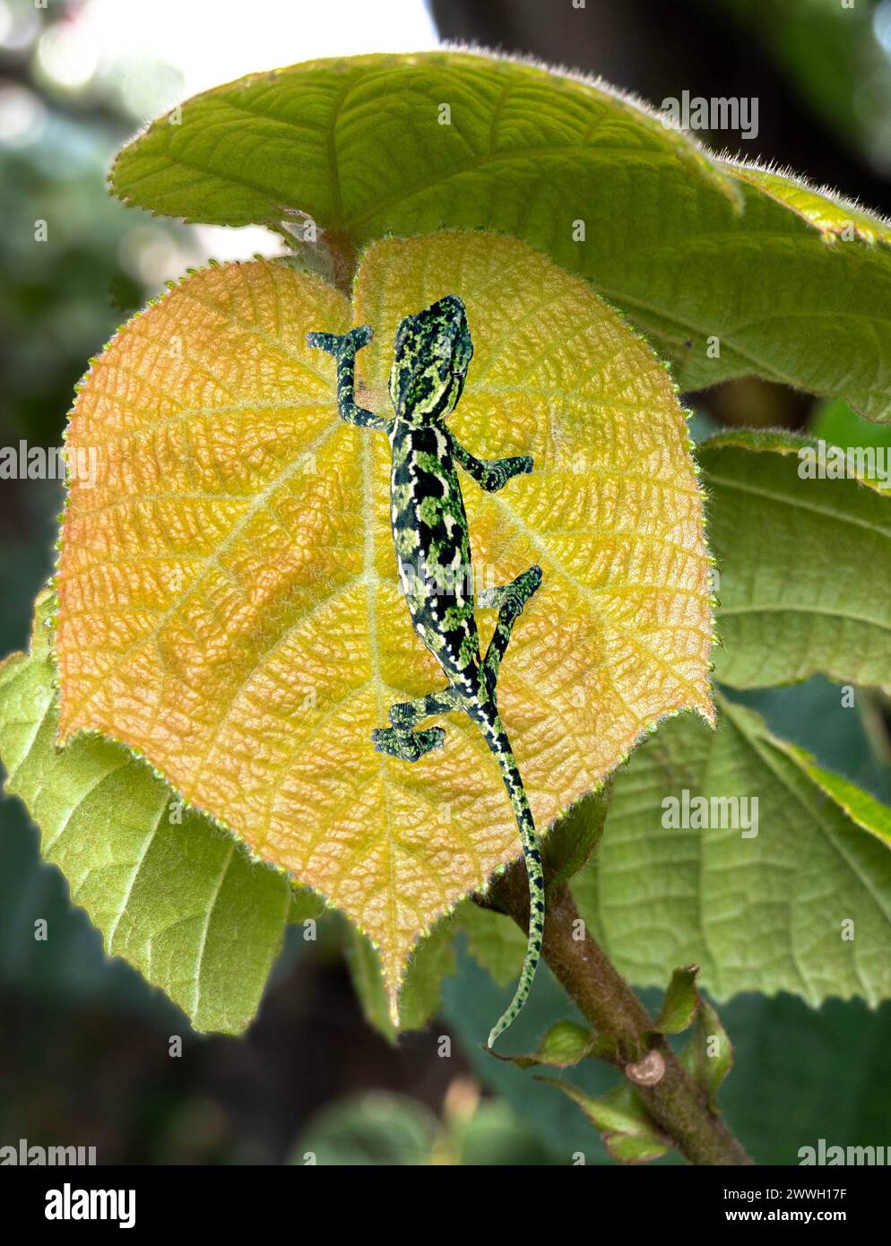Nahaufnahme von Chamäleon auf Blatt Stockfoto