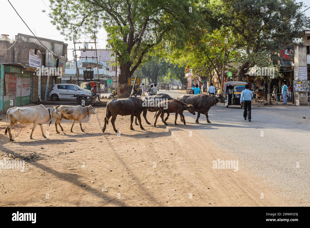 Typische Straßenszene: Kühe gehen über eine staubige Straße in einer Stadt in der Nähe von Bandhavgarh im Umaria-Viertel von Madhya Pradesh, Indien Stockfoto