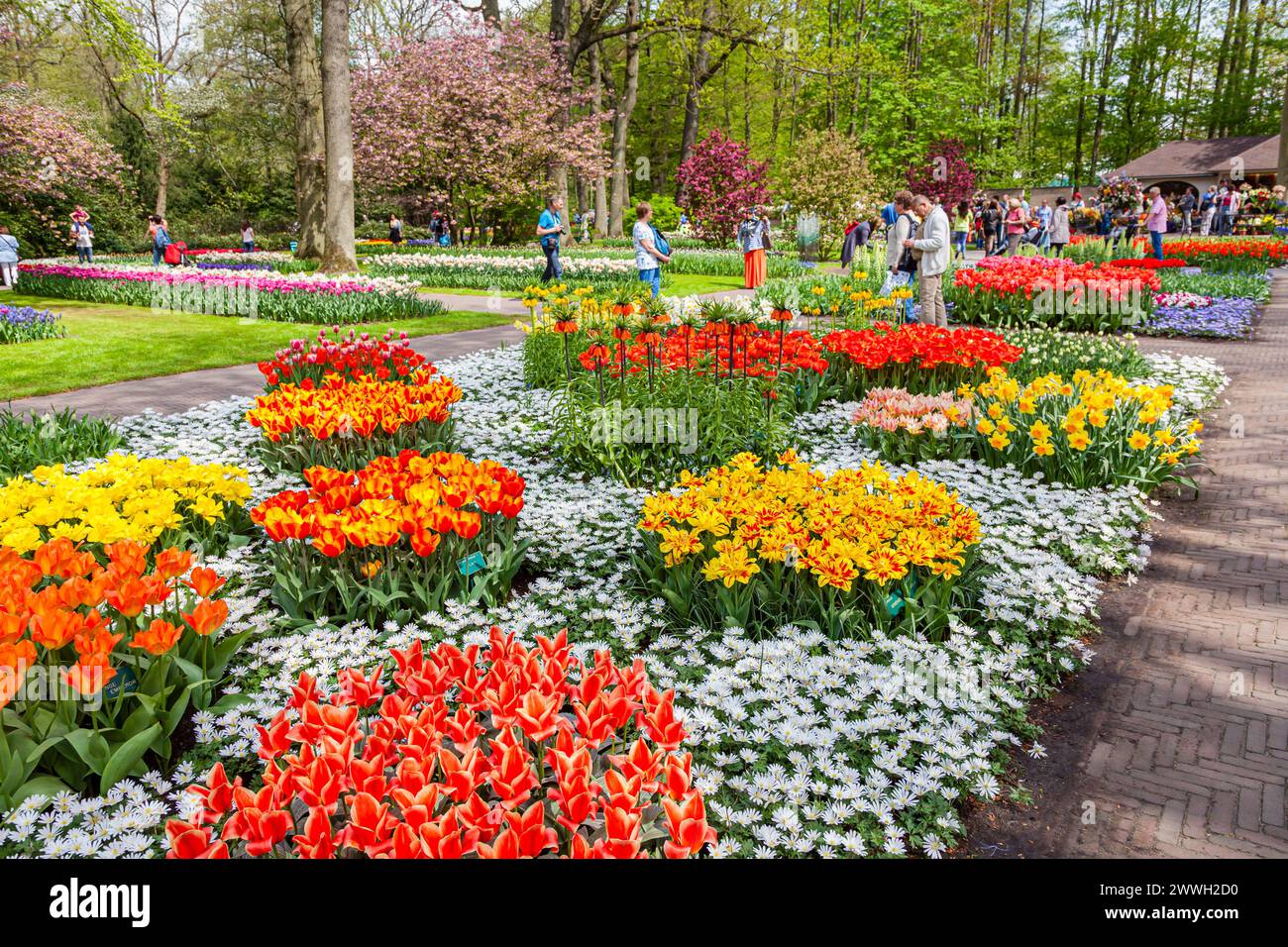 Ausstellung von Orangen- und Gelbkronen kaiserlichen Fritillarien, Tulpen, Narzissen und weißen Anemonen Blanda in einem Blumenbeet, Keukenhof Gärten, Lisse, Holland Stockfoto