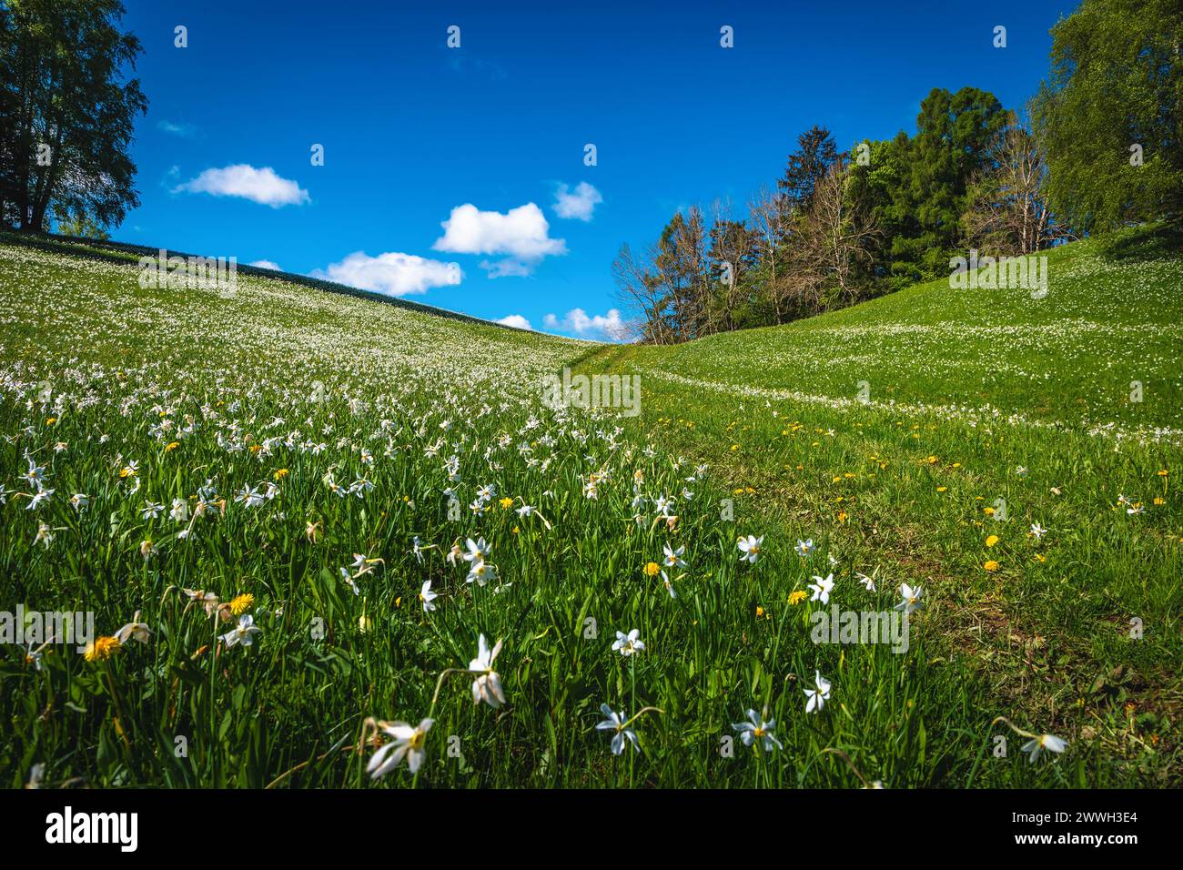 Wunderbarer Ort mit blühenden weißen Narzissen-Blüten. Spektakulärer Wanderweg und üppige duftende Narzissen am grünen Hang, Jesenice, Slowenien, Stockfoto