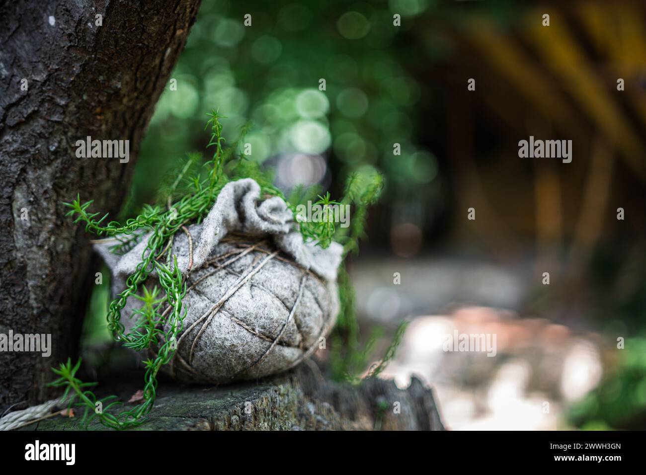 Pflanzen Sie in einem Sack, der in der Natur im Freien wächst. Es ist auf einem alten Baumstamm. Stockfoto