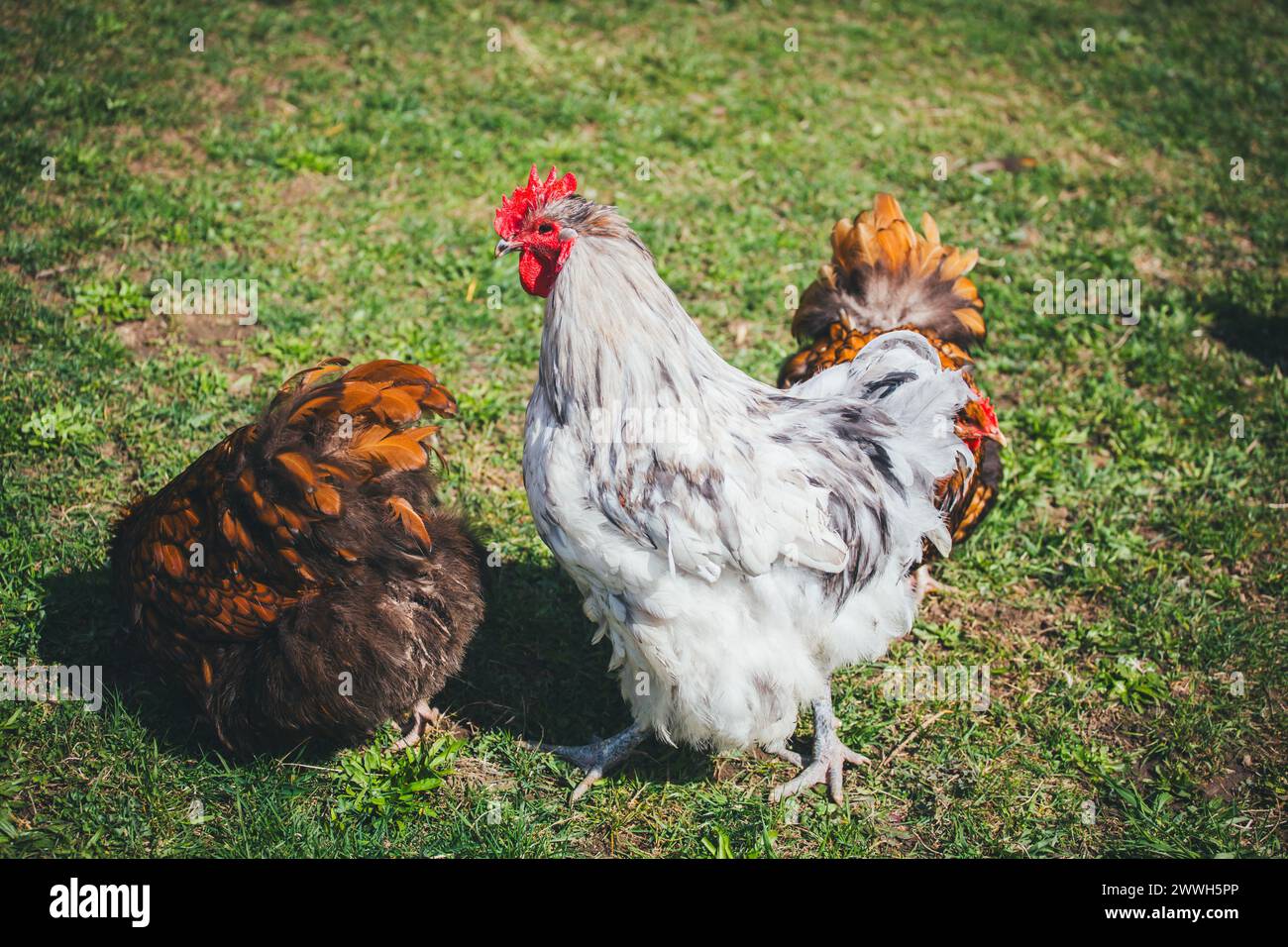 Orpington-Hühner Stockfoto