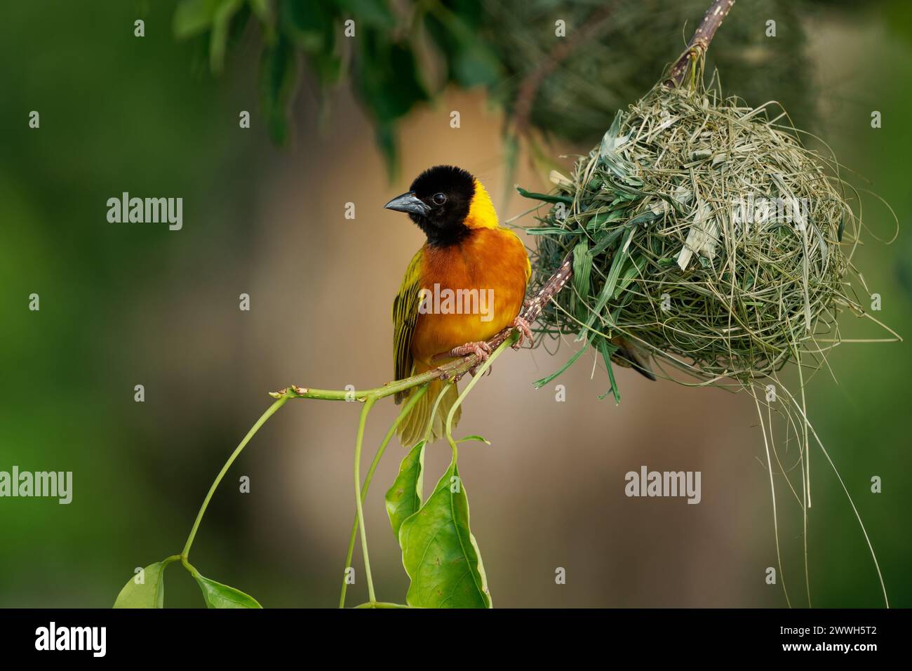 Schwarzkopfweber oder Gelbweber - Ploceus melanocephalus, gelber Vogel mit schwarzem Kopf in der Familie Ploceidae, aus dem hängende Nester gebaut werden Stockfoto