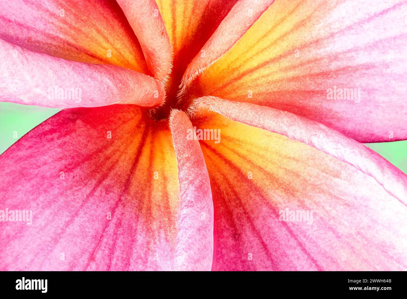 Plumeria Blossom Nahaufnahme, Macro. Stockfoto