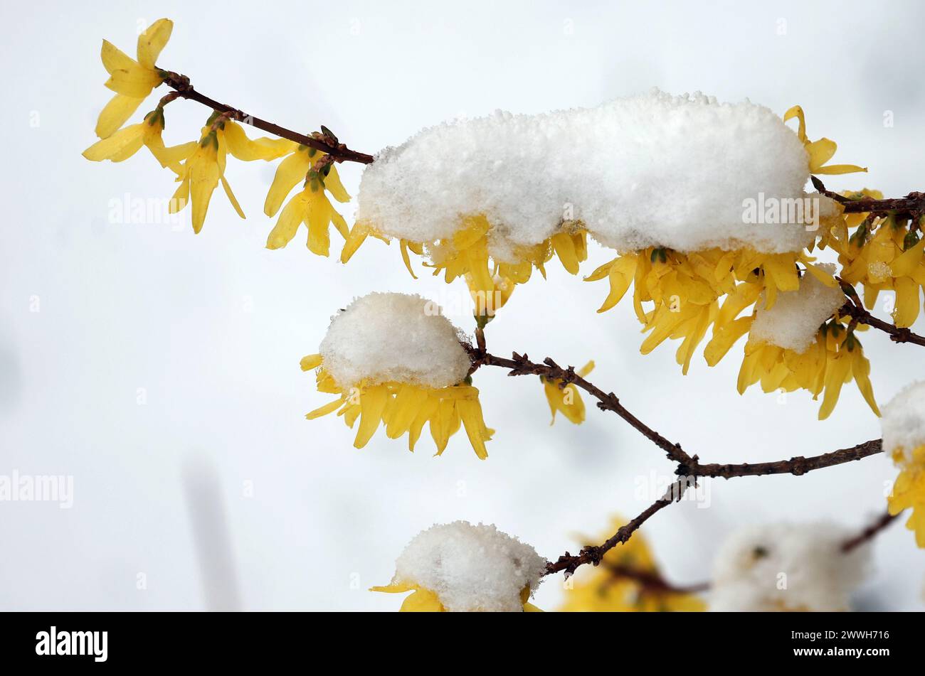 24. März 2024, Bayern, Stötten: Forsythienblüten sind mit Neuschnee bedeckt. Foto: Karl-Josef Hildenbrand/dpa Stockfoto