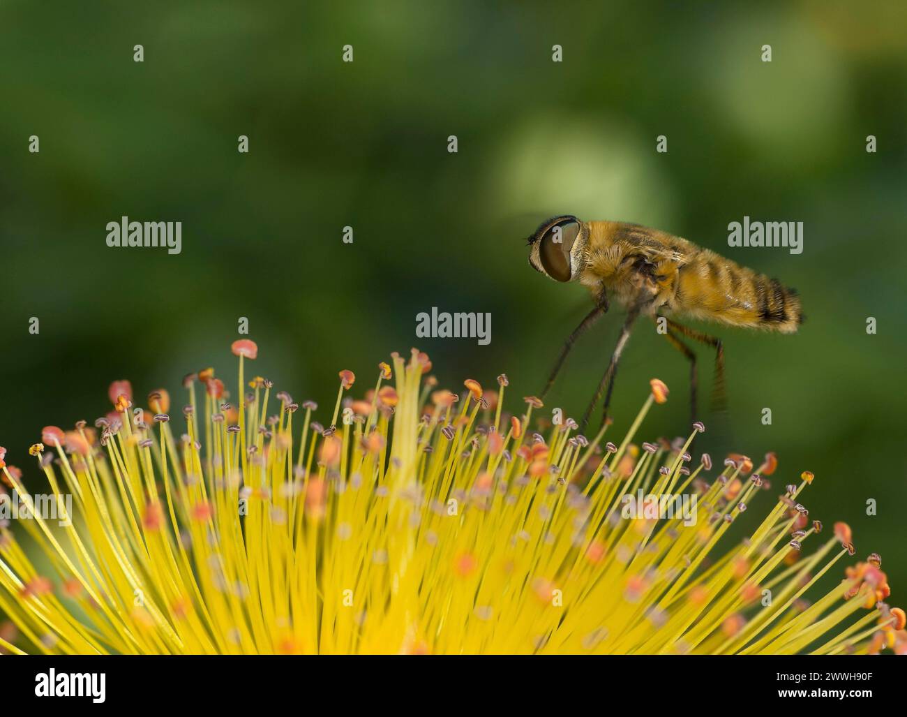 Hottentot Fliege (Villa hottentotta) der Familie Bombyliidae auf einer Johanniskrautblume, Wallis, Schweiz Stockfoto