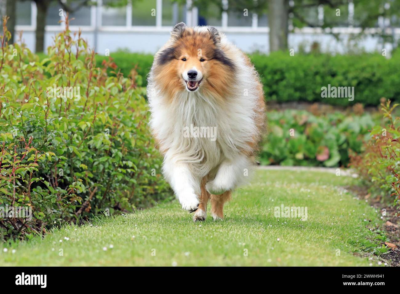 Collie, langhaariger Collie Stockfoto