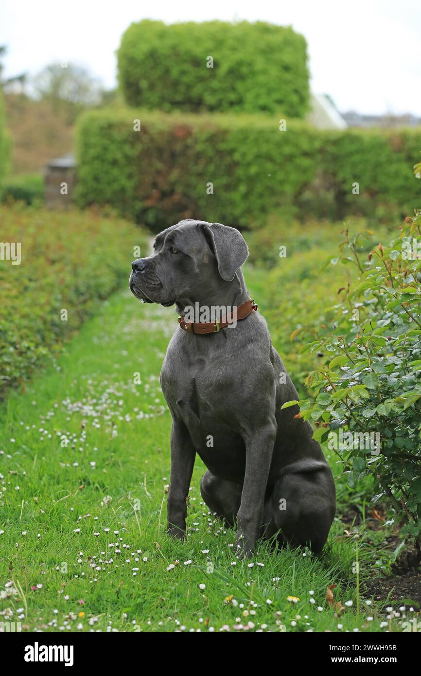 Cane Corso Italiano Stockfoto