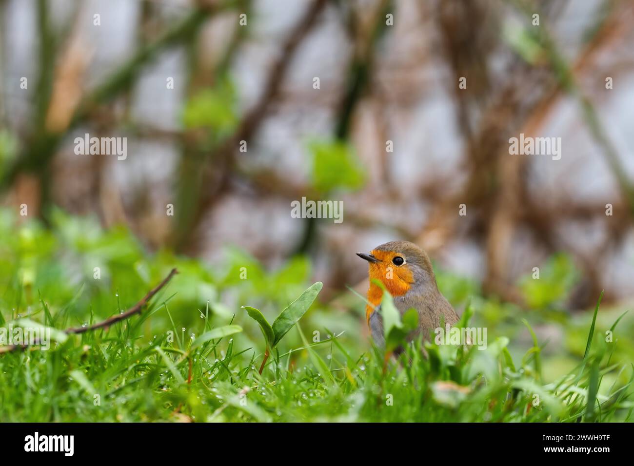 Ein rotkehlchen (Erithacus rubecula) auf grünem Gras vor verschwommenem Hintergrund, Hessen, Deutschland Stockfoto