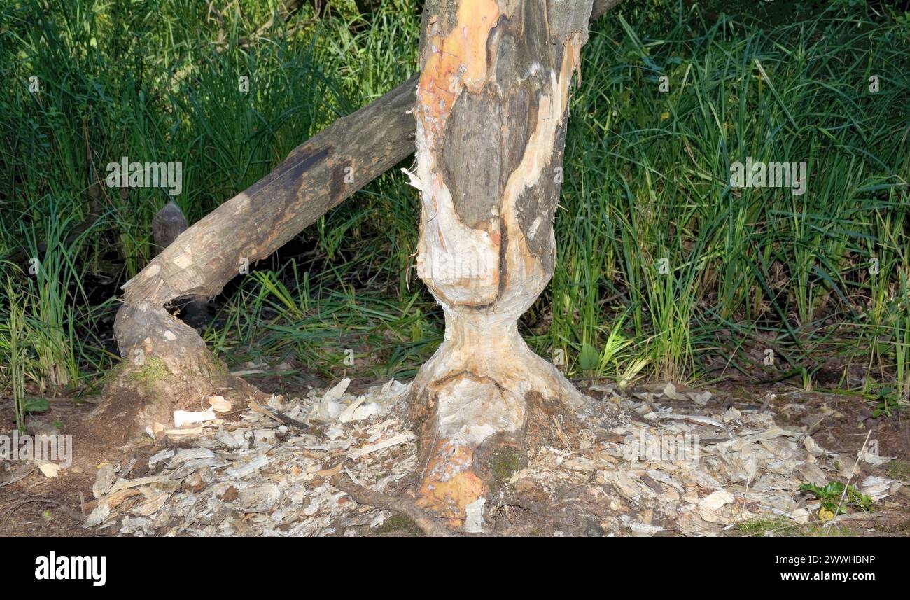 Bissspuren von europäischen Bibern bzw. Castorfaser, Naturpark Maas-Schwalm-nette, Niederrhein, Deutschland Stockfoto