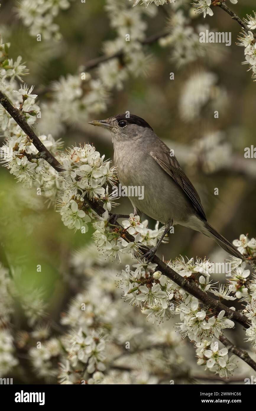 Ein männlicher Schwarzmütze auf einem Baumzweig mit weißen Blüten Stockfoto