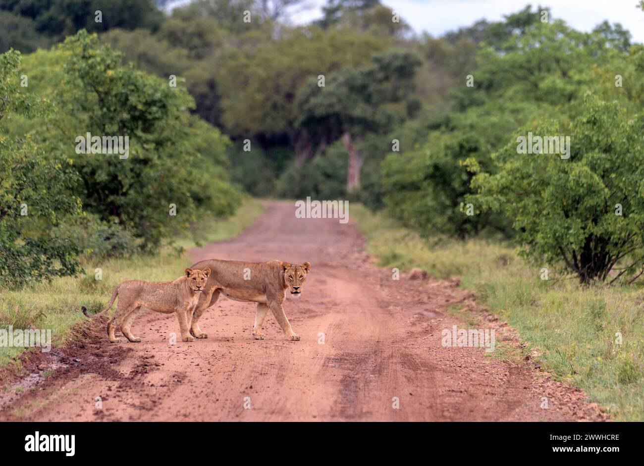 Mutter und Löwenjunge überqueren die Straße in Shingwedzi, Kruger NP, Südafrika. Stockfoto