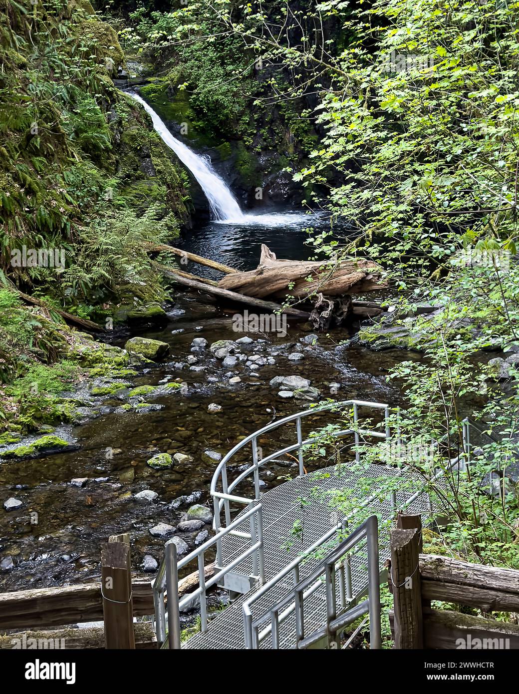 Blick hinunter auf eine Aussichtsplattform an den Goldstream Water Falls, umgeben von einem üppigen grünen Regenwald. Stockfoto