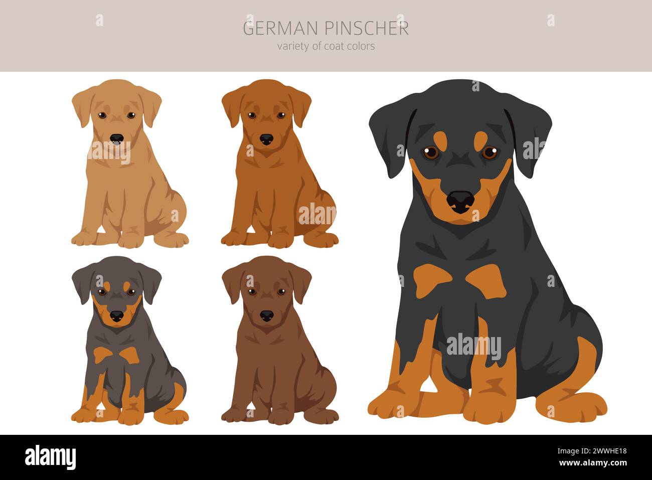 Deutscher Pinscher-Welpen-Clipart. Verschiedene Posen, Fellfarben gesetzt. Vektorabbildung Stock Vektor