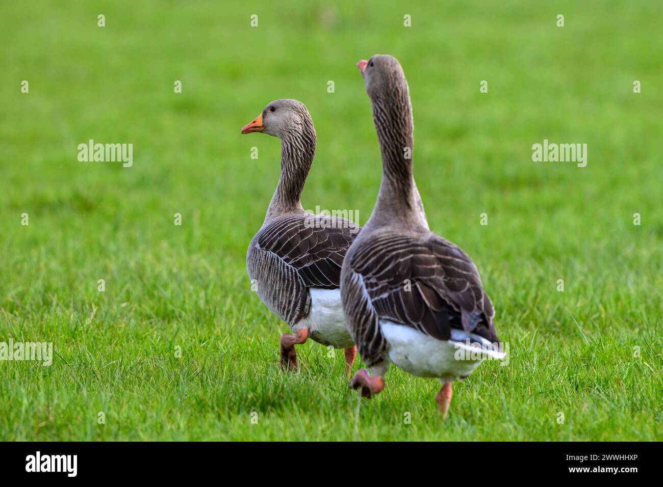 Zwei Gänse gehen durch eine grüne Wiese Stockfoto